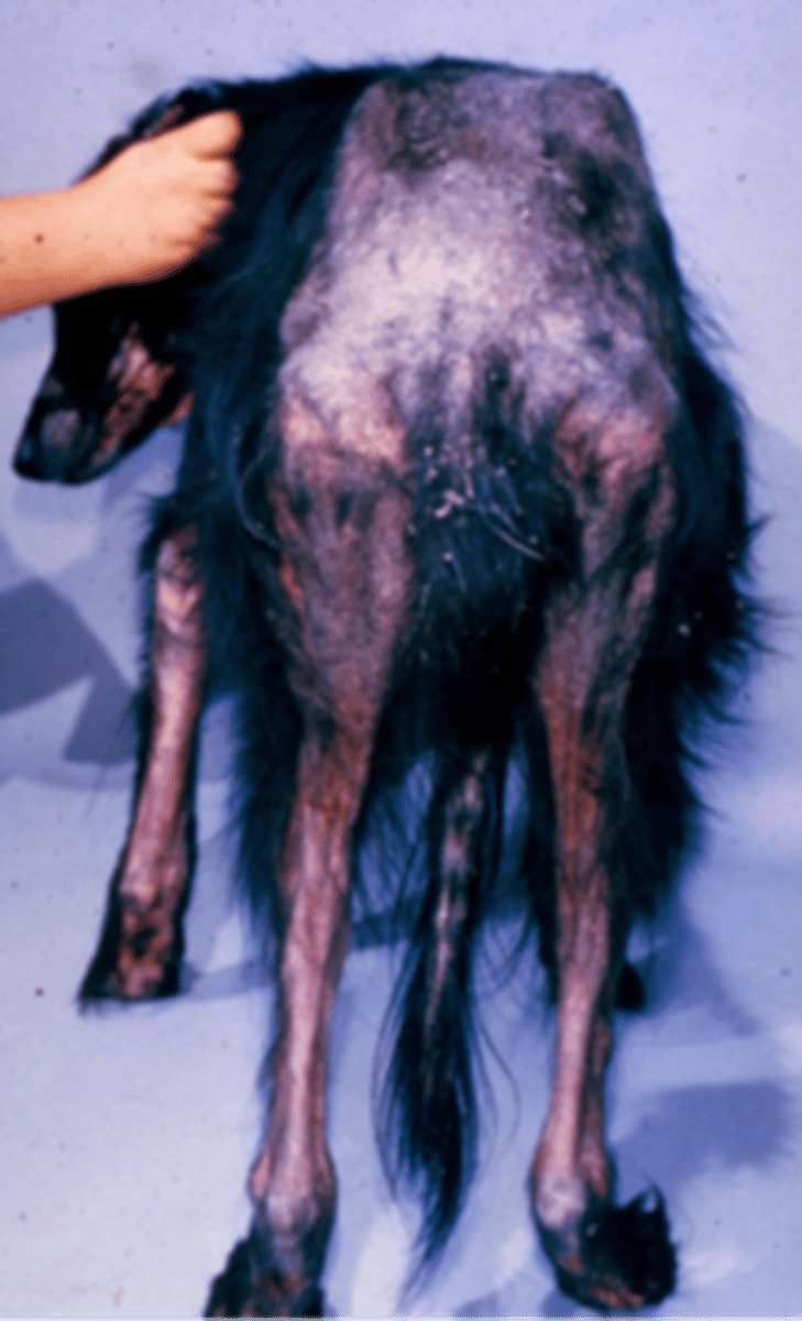 <p>A dog presents with a dry-flaky erythematous "red" mange showing hair loss around the eyes &amp; boney projections of the body. What parasitic mite should be high on your differential?</p>
