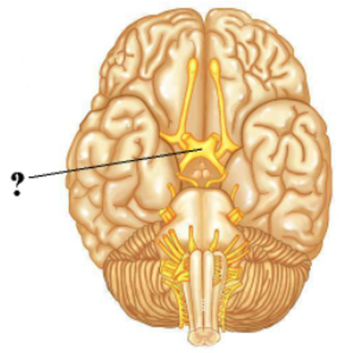 <p>optic chiasm</p>