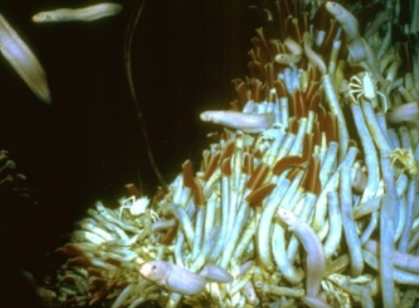 <p>Annelid: Subclass Pogonophora Characteristics</p>