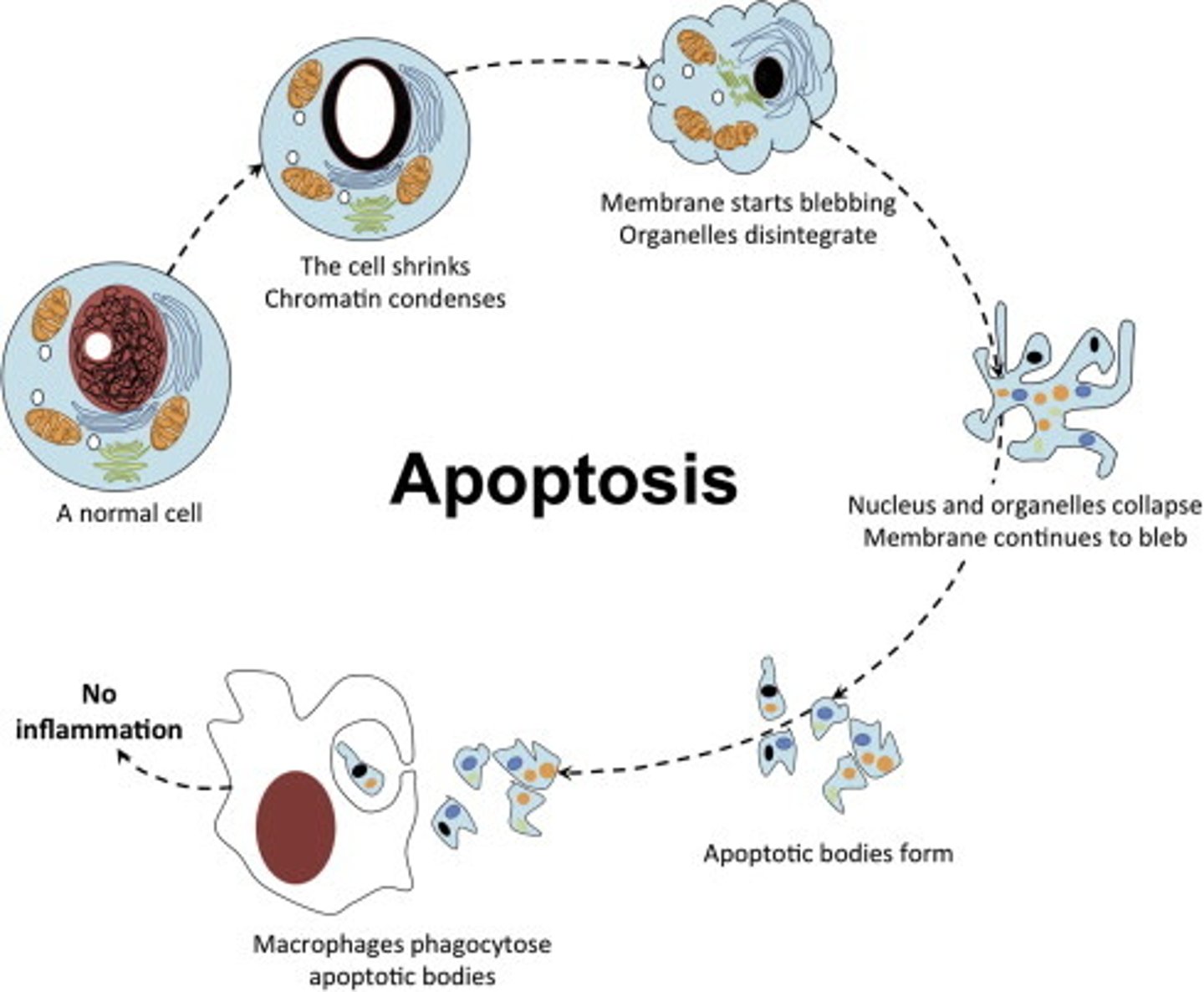 <p>True. Most human cells can only divide 20-50 times before programmed cell death will occur.</p>