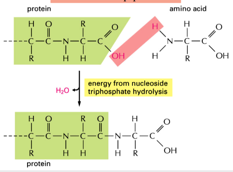 <p>forms between amino acids and a growing protein (polypeptide) chain</p><p>dehydration synthesis</p><p>requires energy from nucleoside triphosphate hydrolysis</p><p>involve aminoacyl-tRNAs as an activated intermediate</p>