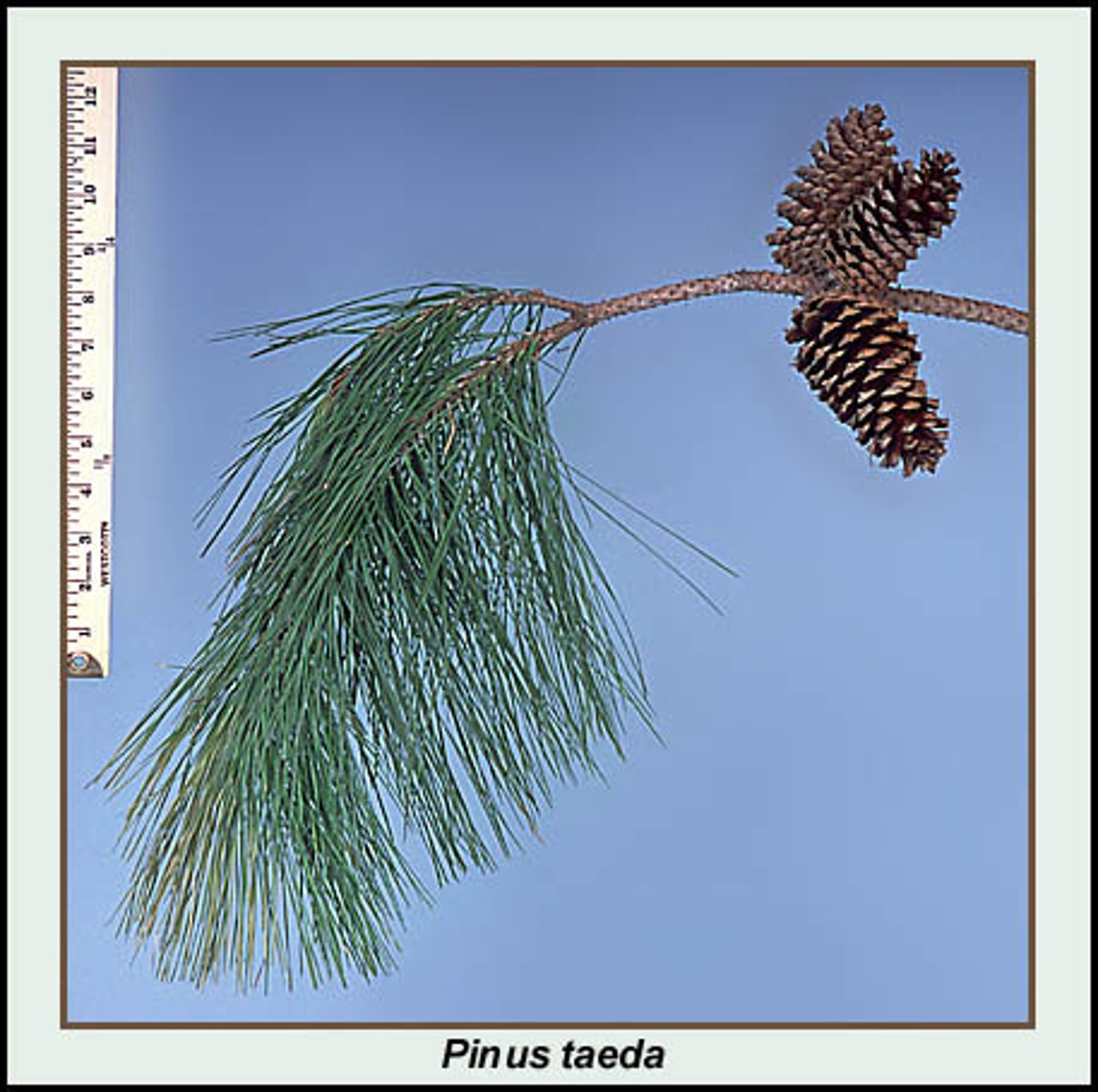 <p>ID Key: 6-9-inch needles that are in clumps of 3, sharp pinecones</p>