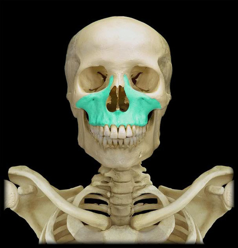 <p>Two bones fused in a median suture; form the upper jawbone and part of the orbits. All facial bones, except the mandible, join the maxillae. Thus they are the main, or keystone, bones of the face.</p>