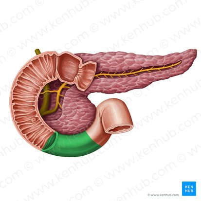 <ul><li><p>This is the first and shortest segment of the small intestine. It receives partially digested food (known as chyme). </p></li><li><p>Receives digestive enzymes from the pancreas and bile from the liver and gallbladder through the pancreatic and bile ducts.   </p></li></ul><p></p>