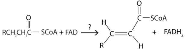 <p>What type of reaction is shown here?</p><p>A. Oxidation-reduction</p><p>B. Hydration</p><p>C. Cleavage</p>