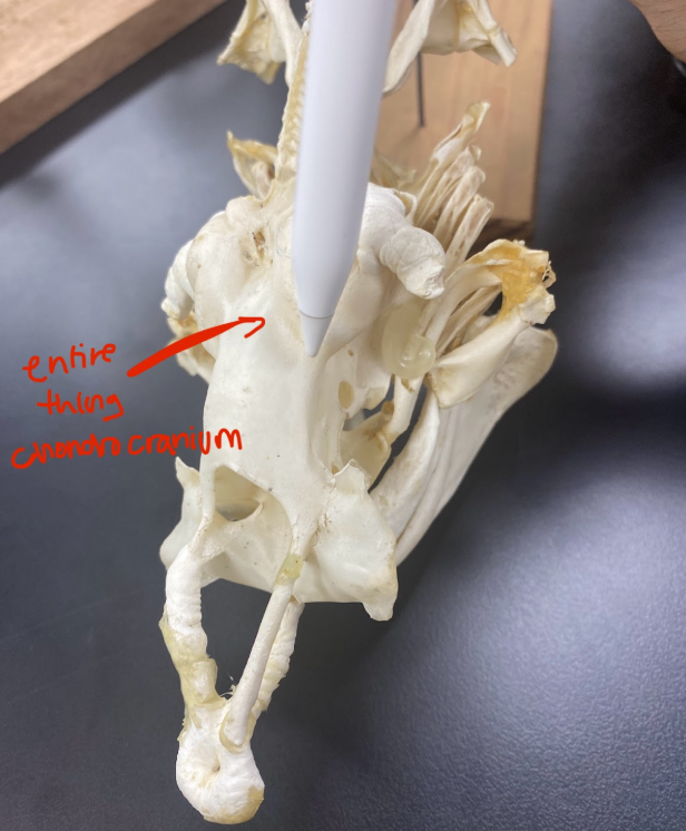 <p>Chondrocranium&nbsp;</p>