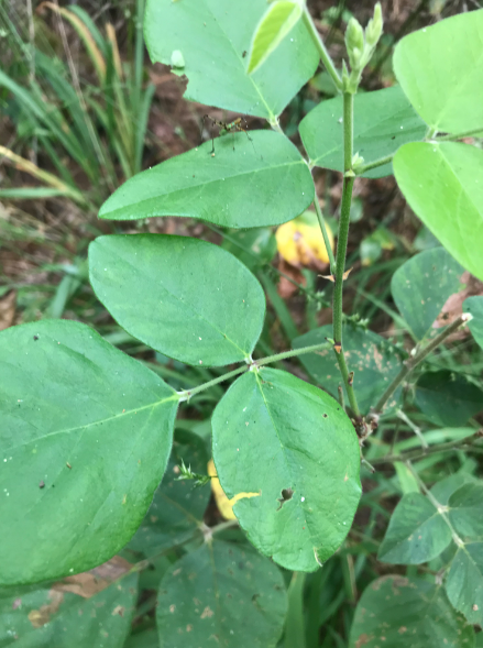 <p>What is the growth form of this plant?</p>
