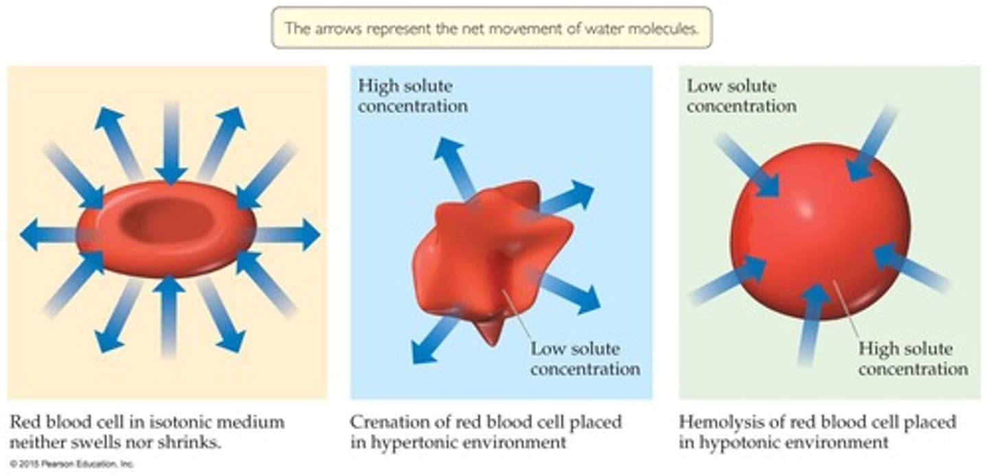 <p>In hypertonic solutions (higher [solute] than in the cell), cells shrink (crenation).</p>