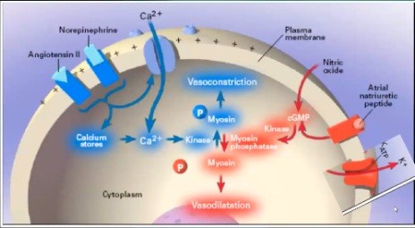 <p>Indirect effects by opening K<sub>Ca</sub> channels</p><p>Direct nitrosylation of the channel</p><p>Activates cGMP-dependent protein kinase</p><p>Contributes to vasopressor resistance in septic shock</p><p>When NO binds to K<sub>ca</sub> → K+ efflux out of the cell → vasodilation</p>