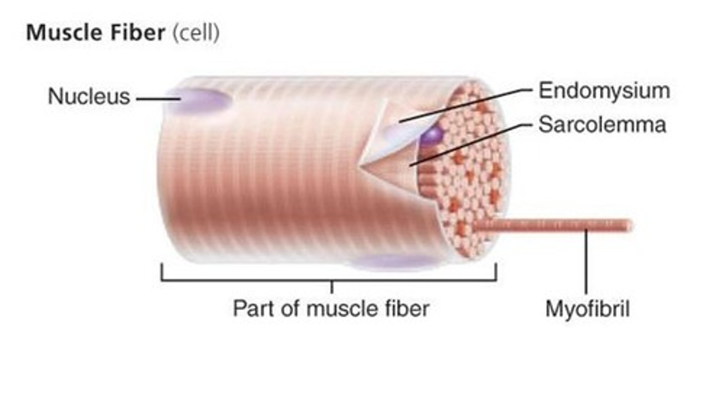 <p>cell membrane of muscle cell</p>