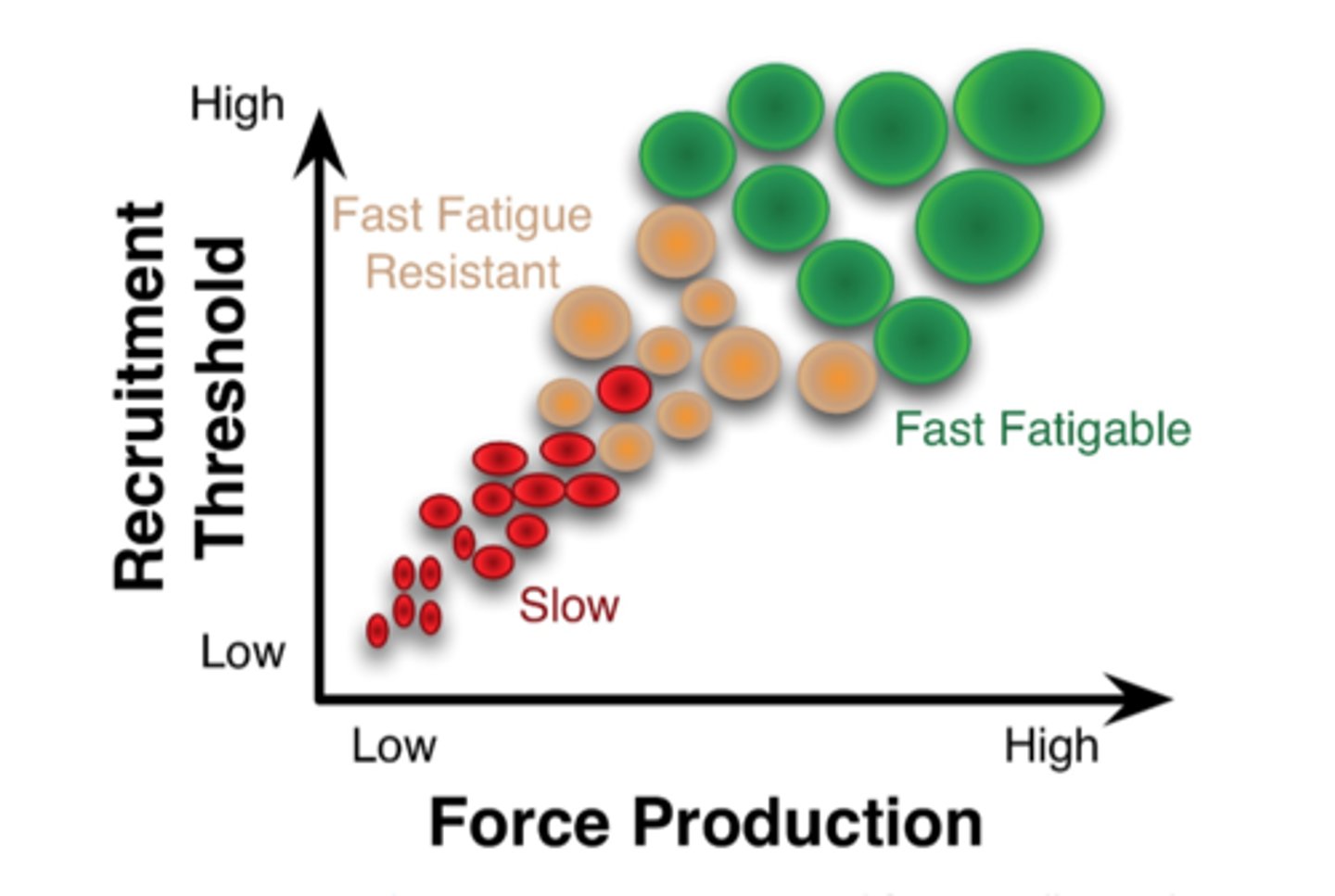 <p>motor units are recruited from smallest (type I) to largest (type IIb)</p>