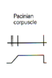 <p>responds best to onset and offset of stimulus</p>