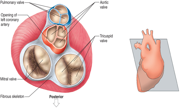<p>is positioned between the left ventricle and the aorta.</p>