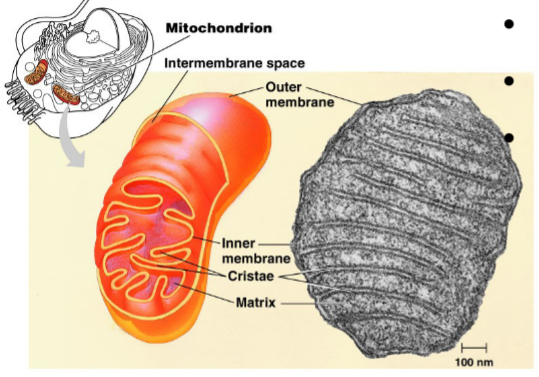 <p>bends and folds in mitochondria that increase SA</p>