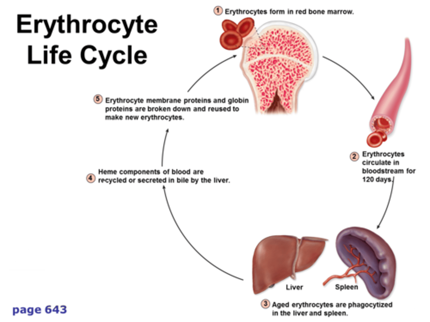 <p>Nutrients are absorbed in small intestine</p><p>Blood transports nutrients to red bone marrow</p><p>RBM erythrocytes arise from hemocytoblasts.</p><p>Erythrocytes life span = 120 days</p><p>Macrophage destroys old erythrocytes</p>
