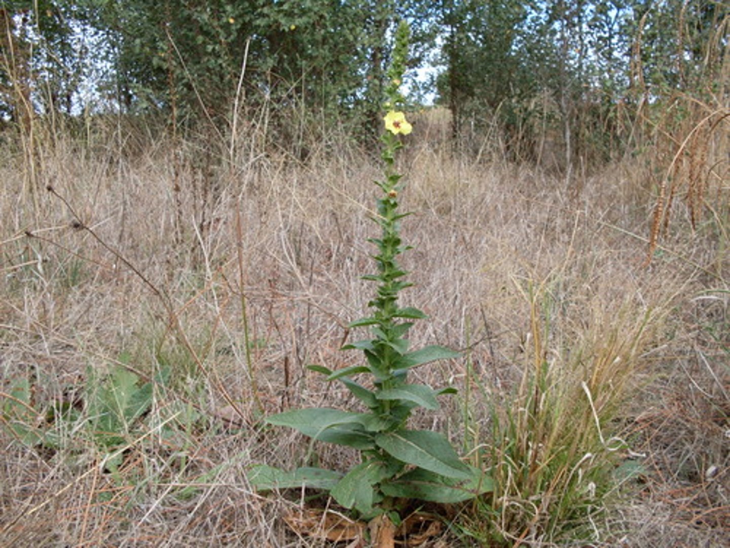 <p>Verbascum thapsus</p>