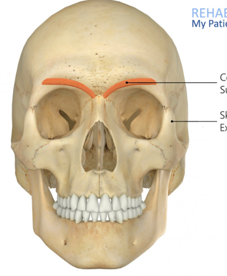 <p>Name muscle and its function</p>