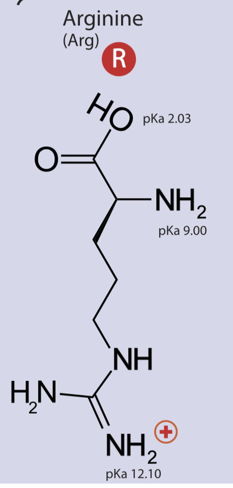 <p>Positively charged side chain, polar, hydrophilic</p>