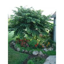 <p>Small deciduous tree with heart-shaped green leaves and small, pink-purple flowers that bloom in early spring. Used ornamentally.</p>