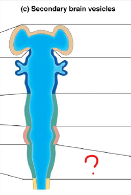 <p>part of the rhombencephalon</p>