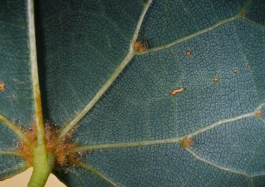 <p>Lipa drobnolistna</p>