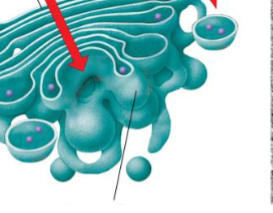 <p>“shipping” side of Golgi Apparatus</p>