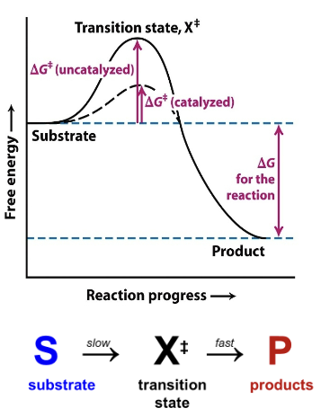 <p>It is dependent on a first order rate constant k<sub>cat</sub> and the concentration of substrate [ES]</p><p>V<sub>º</sub>=k<sub>cat</sub>[ES]</p><p>V<sub>º</sub>=rate of production of P per unit of time when starting with a solution of substrate (S) and adding an enzyme catalyst that binds the substrate in a complex (ES)</p><p>ES→(k<sub>cat</sub>)E+P</p>