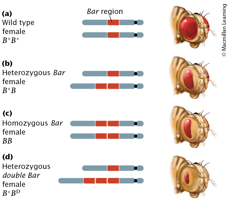 <p><span><span>The Bar phenotype in Drosophila melanogaster results from an X-linked duplication.</span></span></p><p><span><span> (a) Wild-type fruit flies have full-sized eyes. (b) Flies that are heterozygous and (c) homozygous for the Bar mutation have smaller, bar-shaped eyes. (d) Flies with double Bar have three copies of the duplication and much smaller bar-shaped eyes.</span></span></p>