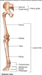 C. lower limb