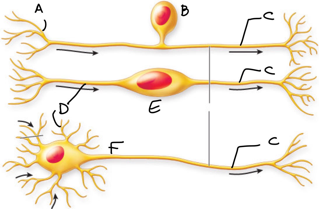 <p>Label the three different types of neurons and their features</p>
