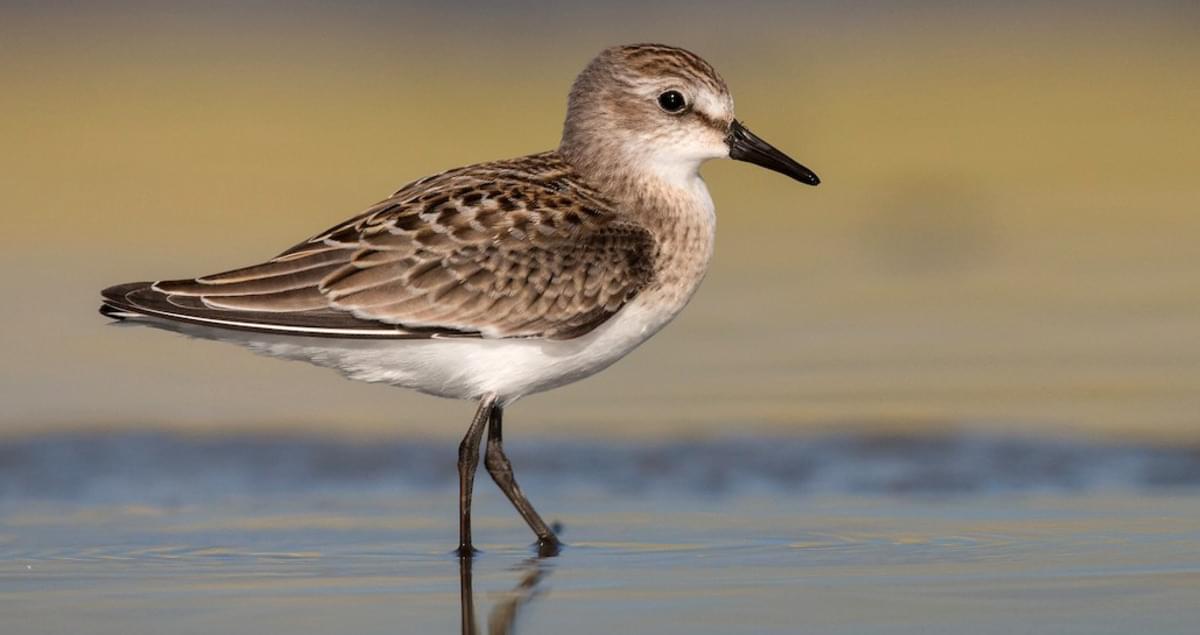 <p>Small, black legs, straight bill.</p>