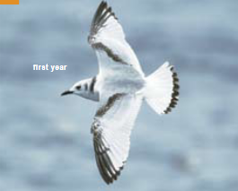 <p><span><span>Rissa tridactyla </span></span></p>