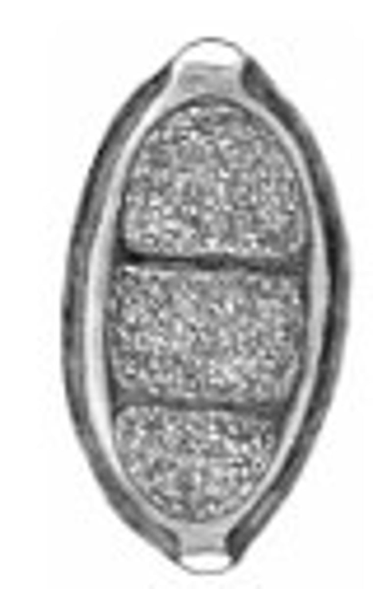 <p>Identify the parasite</p>