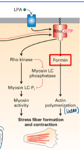 <p>gain stress fiber formation and contraction</p><ul><li><p>involves formin&nbsp;</p></li></ul><p></p>