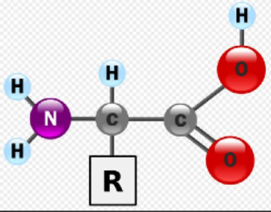 <ul><li><p><span>Consist of a central carbon bonded to four different covalent partners&nbsp;</span></p></li><li><p><span>Hydrogen atom&nbsp;</span></p></li><li><p><span>Carboxyl&nbsp;</span></p></li><li><p><span>Amino group&nbsp;</span></p></li><li><p><span>R group</span></p></li><li><p><span>There are <strong>20 different R groups which results in 20 different amino acids&nbsp;</strong></span></p></li><li><p><span>R groups give amino acids their properties (polar, non-polar, acidic, etc)&nbsp;</span></p></li><li><p><span>8 amino acids are considered essential - only obtained through diet</span></p></li></ul><p></p>