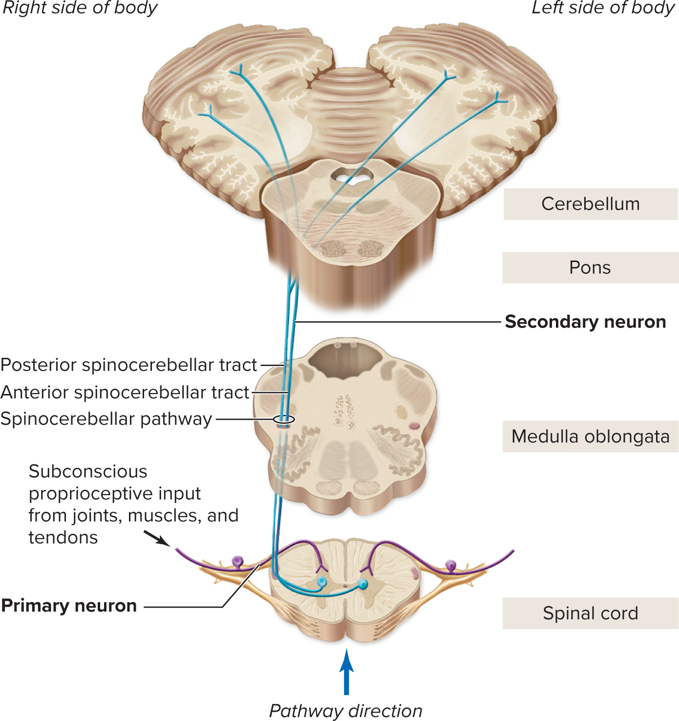 <p>III. Spinocerebellar Pathway (Subconscious Proprioception)</p>