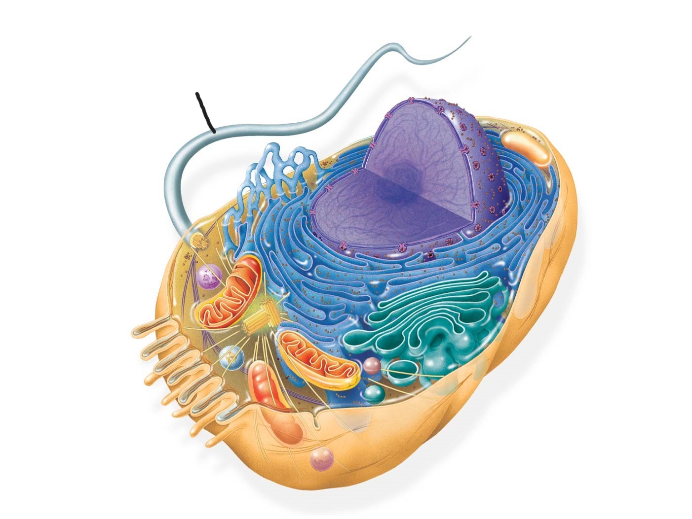 <p>animal cell </p>