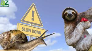 <p>slow</p>
