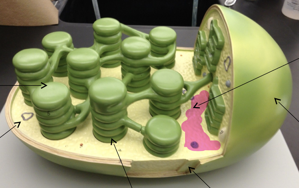 Chloroplast model

\
What is pointed?
