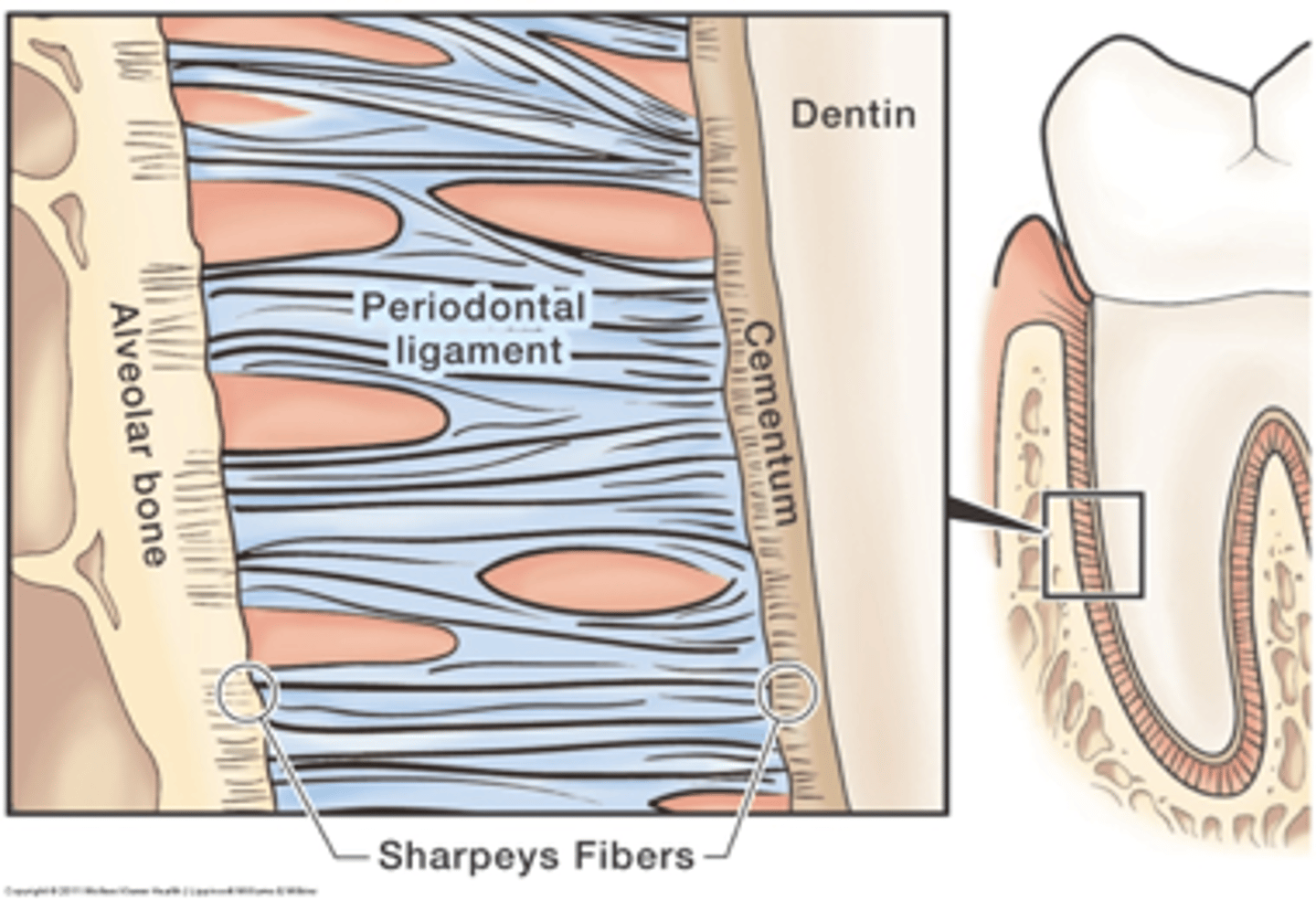 <p>Periodontal ligament is composed of dense fibrous connective tissue that serves to connect the tooth to the alveolar process (tooth socket). It's main role is to support the tooth in the socket by absorbing mechanical loads placed on the tooth during mastication etc.</p>