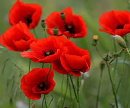 <p><span>die Seife/ die Seifen</span></p>