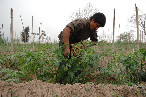 Seed planting 