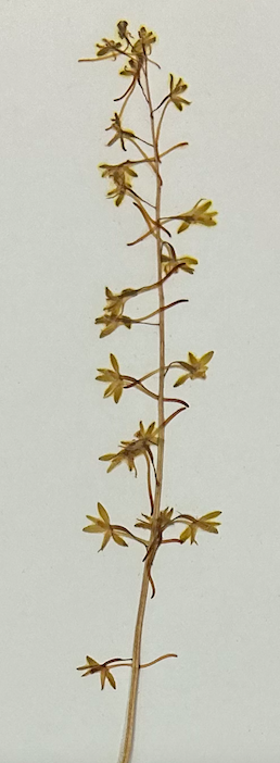 <p>Asparagales</p><p>Orchidaceae</p><p><em>Tipularia discolor</em></p><p>flowering</p>