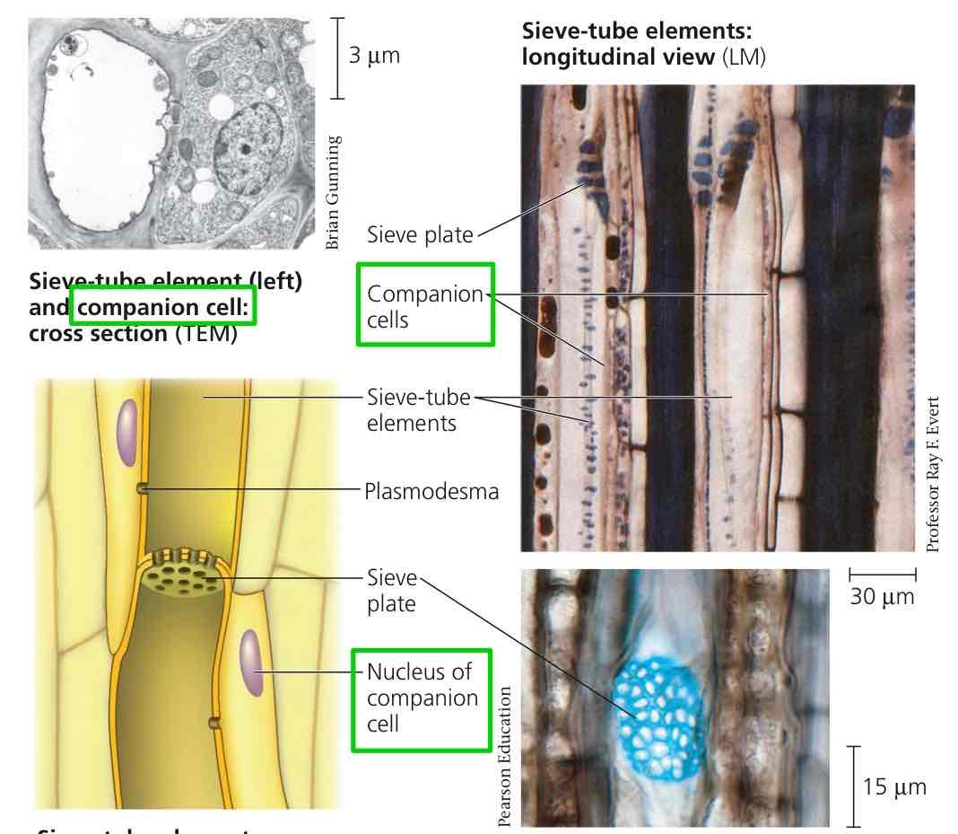 <p>Supporting cells, fully intact and functional, connected to sieve-tube elements by plasmodesmata.</p>