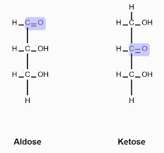 <p>C-O group (carbonyl) location</p>