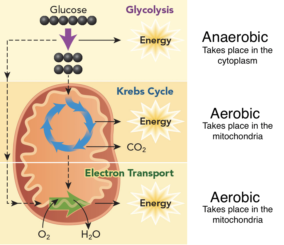 The stages of cellular respiration