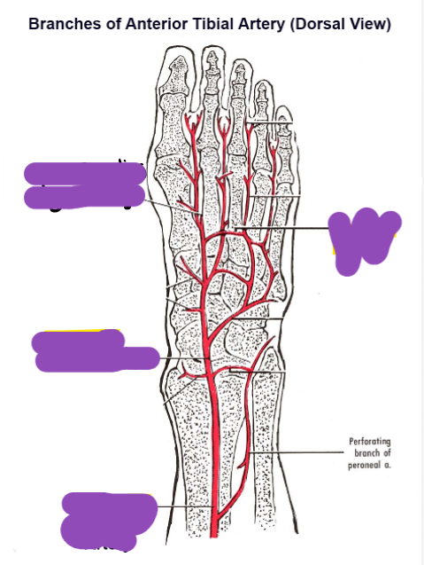 <p>name the 4 main arteries of the foot</p>