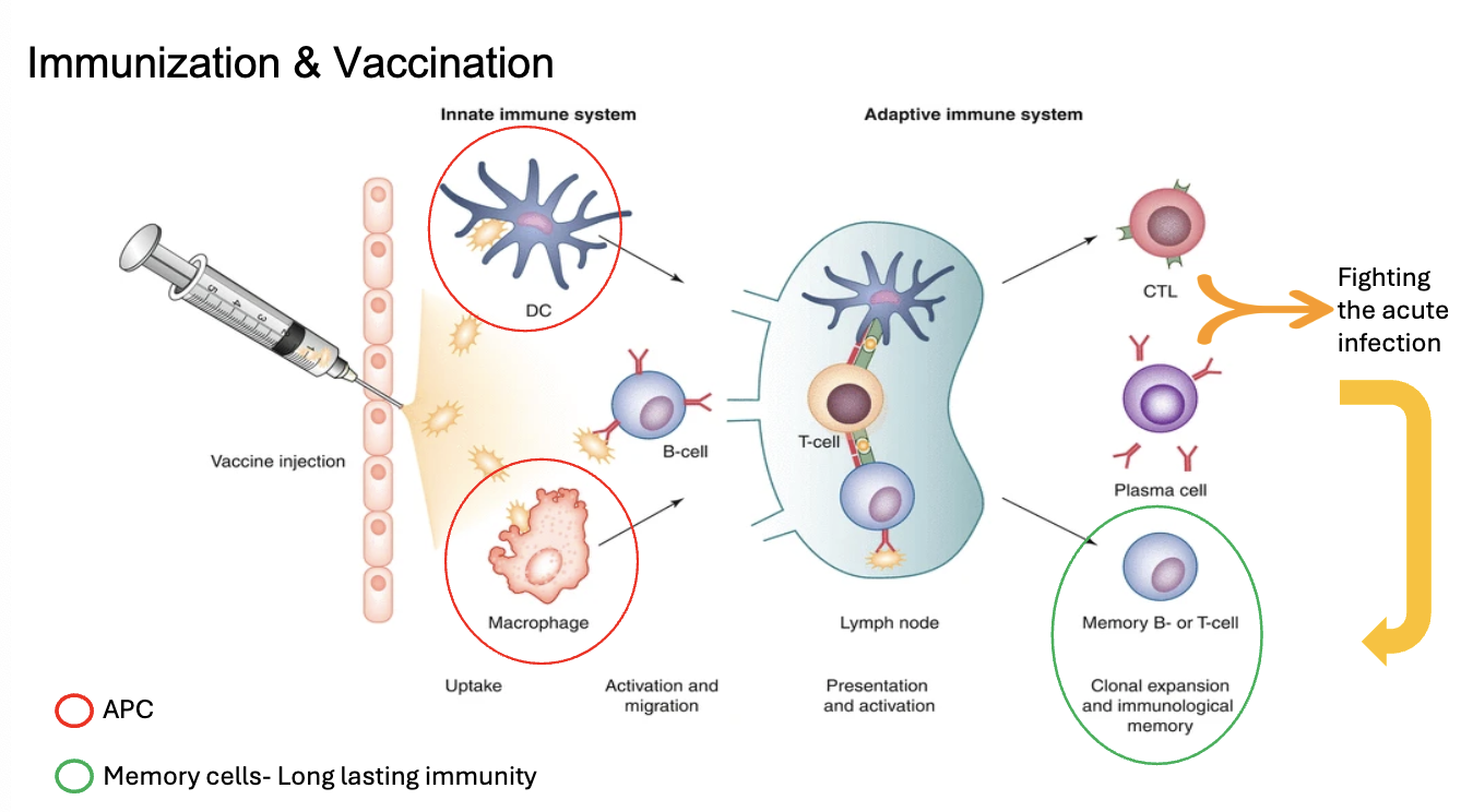 <ul><li><p>vaccine enters the body</p></li><li><p>activation of <mark data-color="yellow" style="background-color: yellow; color: inherit;">innate immune system&nbsp;</mark></p><ul><li><p>antigen-presenting cells (<mark data-color="yellow" style="background-color: yellow; color: inherit;">dendritic cells and macrophages</mark>) process the antigen, then migrate to <mark data-color="yellow" style="background-color: yellow; color: inherit;">lymph nodes</mark></p></li></ul></li><li><p>activation of <mark data-color="yellow" style="background-color: yellow; color: inherit;">adaptive immune system </mark>in lymph nodes</p><ul><li><p>APCs present antigen to<mark data-color="yellow" style="background-color: yellow; color: inherit;"> T cells&nbsp;</mark></p></li><li><p>T cells activated into <mark data-color="yellow" style="background-color: yellow; color: inherit;">cytotoxic T lymphocytes</mark></p></li><li><p><mark data-color="yellow" style="background-color: yellow; color: inherit;">B cells </mark>activated and turn into <mark data-color="yellow" style="background-color: yellow; color: inherit;">plasma cells&nbsp;</mark></p></li><li><p>fights acute infection</p></li><li><p><mark data-color="yellow" style="background-color: yellow; color: inherit;">memory cells </mark>produced for long-term immunity&nbsp;</p></li></ul></li></ul><p></p>