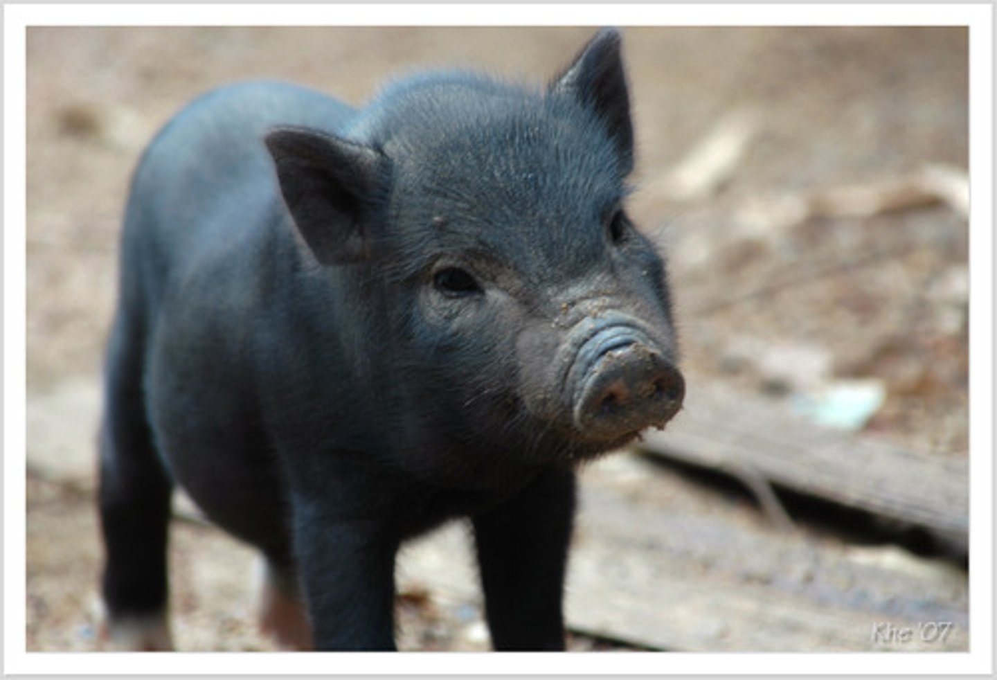 <p>pig</p>