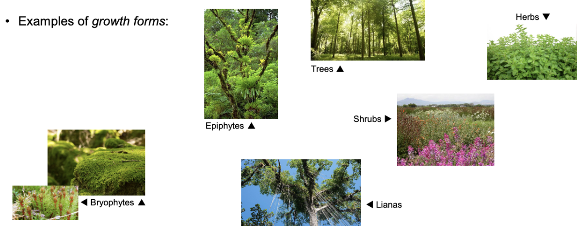 <p><span>Types of plant such as trees, shrubs, herbs, epiphytes (non-parasitical upon another plant), lianas (woody vines), and bryophytes (mosses &amp; lichens)</span></p>